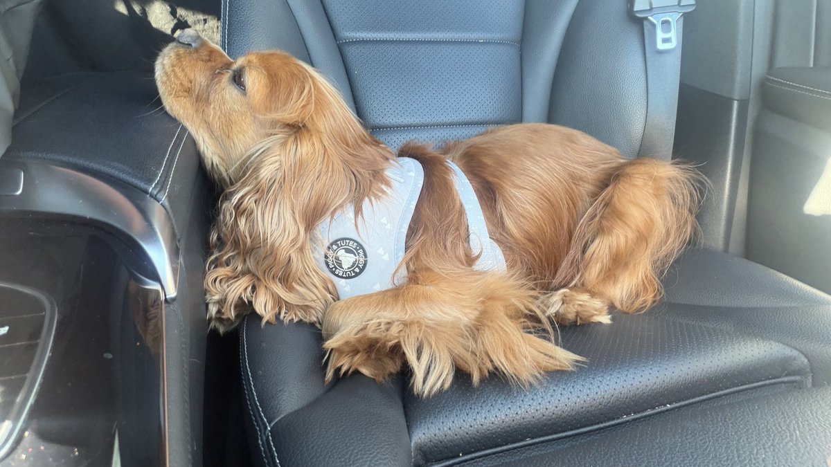 Usual car position… this cannot be comfy! #CavPack
