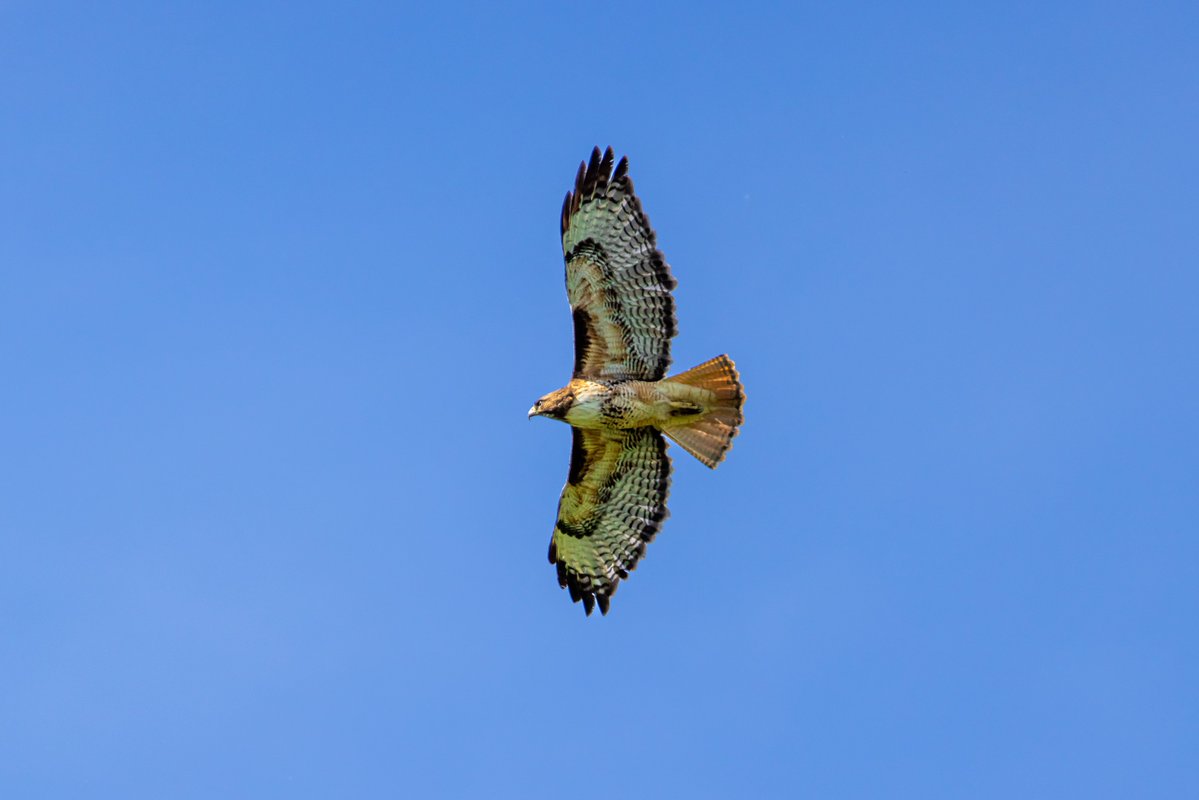 JoeGrins's tweet image. I love my local wildlife! (Blue Lake)

joesnotesblog.com/blog/i-love-my…

#squirrels #naturephotography #babyanimals #birdphotography #turtles #canonusa #photography #naturephotos #wildlife #wildlifephotography #PNW #nature #naturelover #photoblog #birds #animals #canoncameras