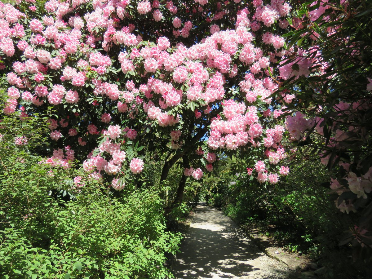 SewCornish's tweet photo. What a stunning day to visit @HeliganGardens. #Lowarnes #Heligan #Cornwalldaysout #Springsunshine https://t.co/l8VZD3r7Oe