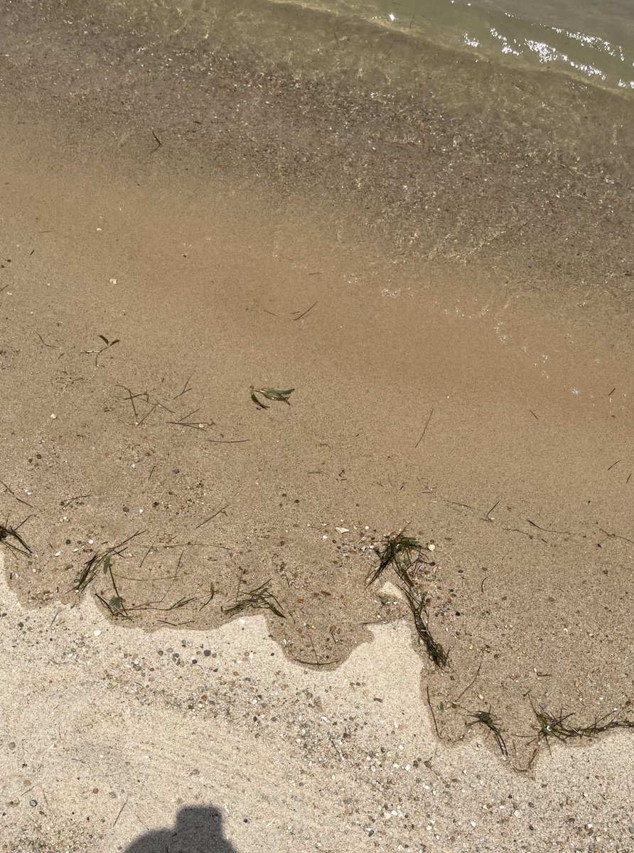 eva ୨ৎ dwy tweet media