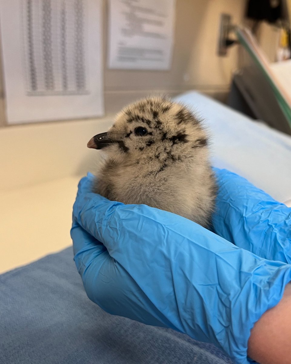 Wisconsin Humane Society tweet media