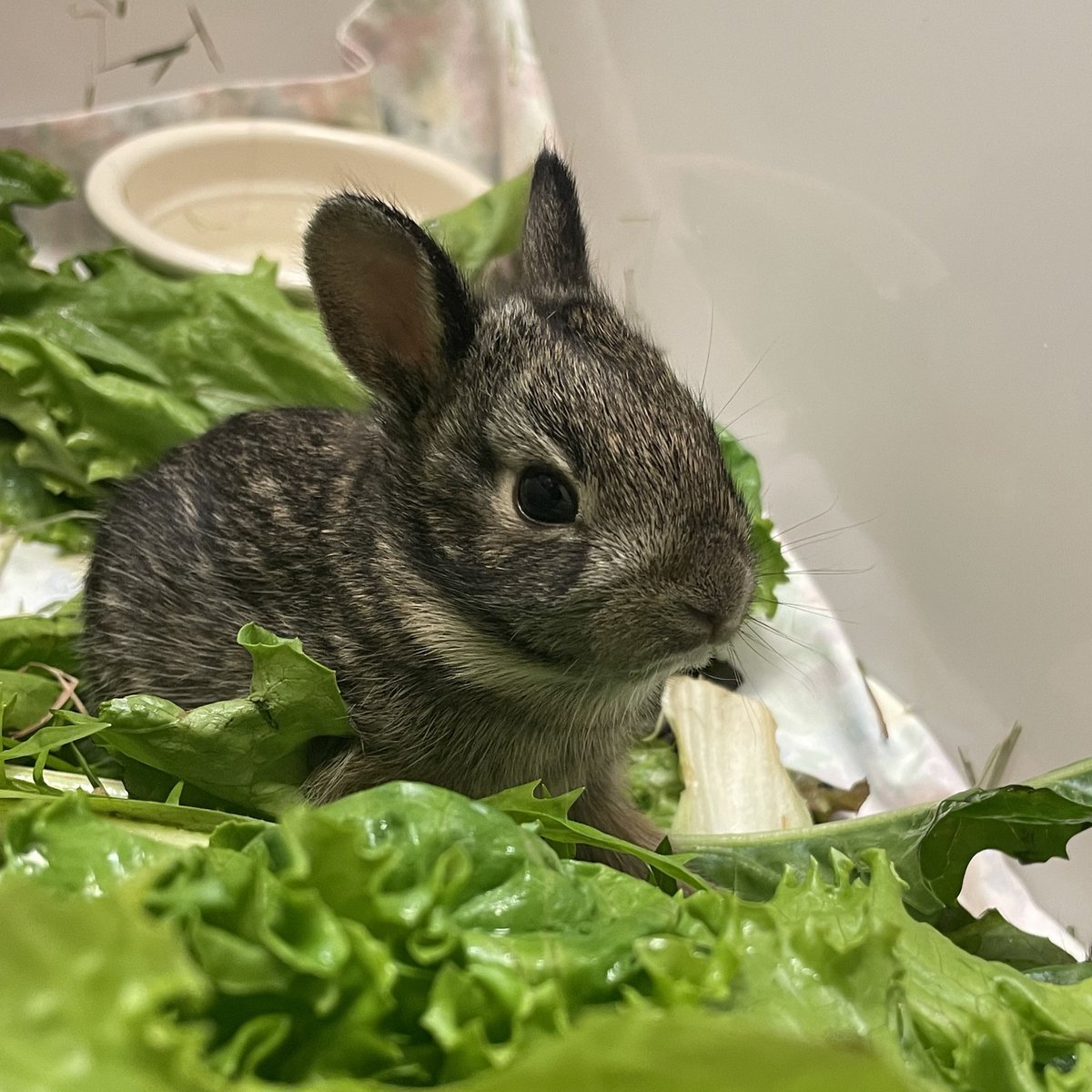 Wisconsin Humane Society tweet media