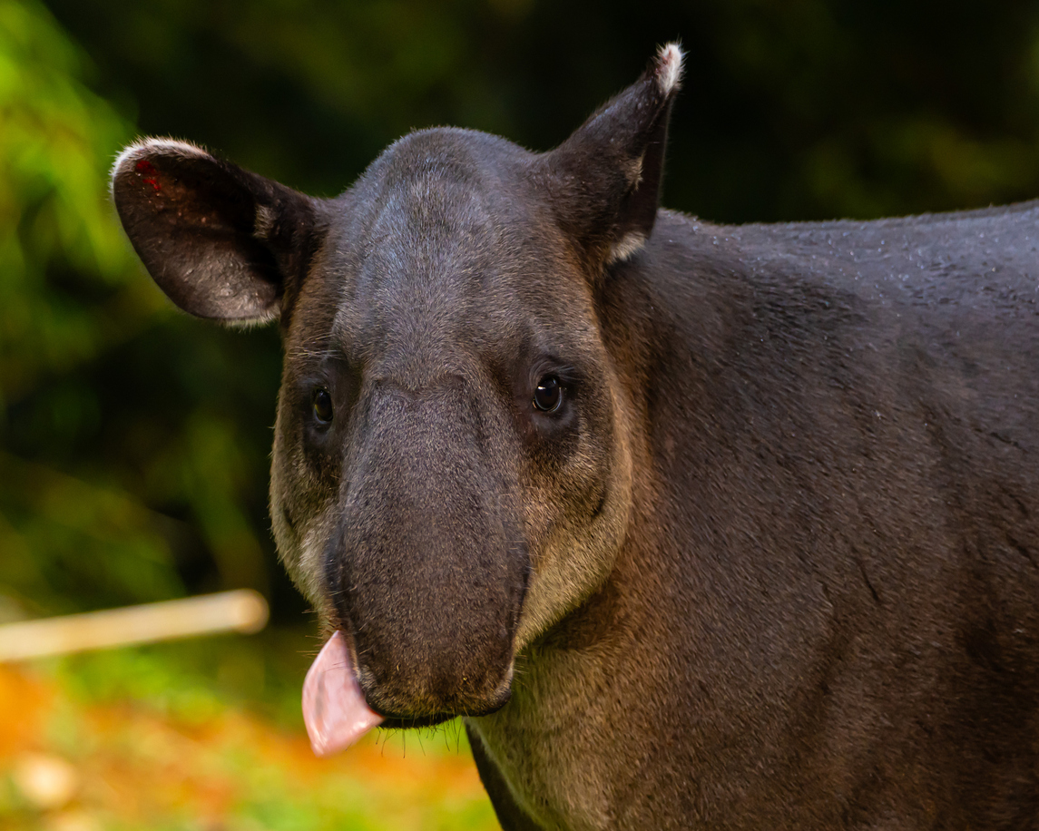 snugglebugtoys's tweet photo. 🌿 Happy #WorldTapirDay! 

Tapirs are vital seed dispersers, helping rainforests regenerate and thrive. Help protect them by supporting deforestation, backing conservation orgs, and raising awareness. 

These gentle giants need us!  

#ProtectTapirs https://t.co/8Vsn7FG2Mk