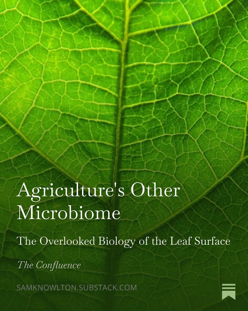 The phyllosphere - the leaf-surface microbiome - is an above ground microbial system that shapes crop vitality with "equal reach and sophistication to what occurs in the soil"