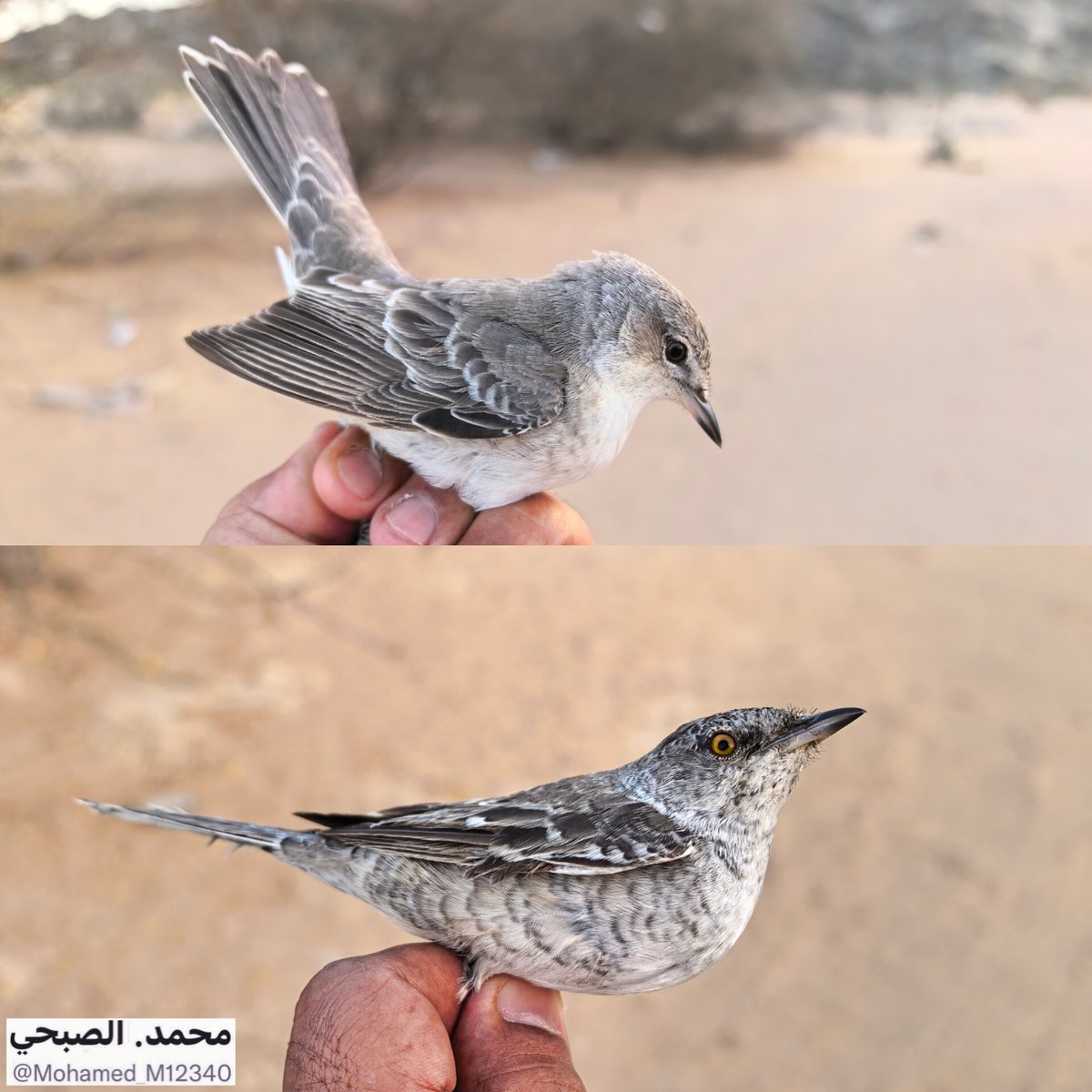 محمد. الصبحي. tweet media