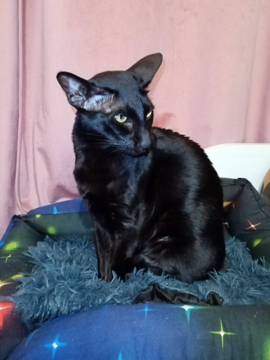 Кот Шурик из Беловежской пущи и его большая семья tweet media