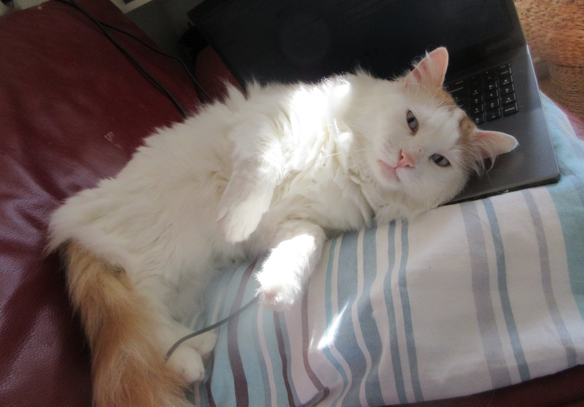 It is King's Day in the Netherlands and we are celebrating his birthday. Flags with orange pennants are hanging everywhere. I am joining in too: red, white, and blue on my head and an orange tail.
#koningsdag #TurkishVanCats #CatsOfTwitter
