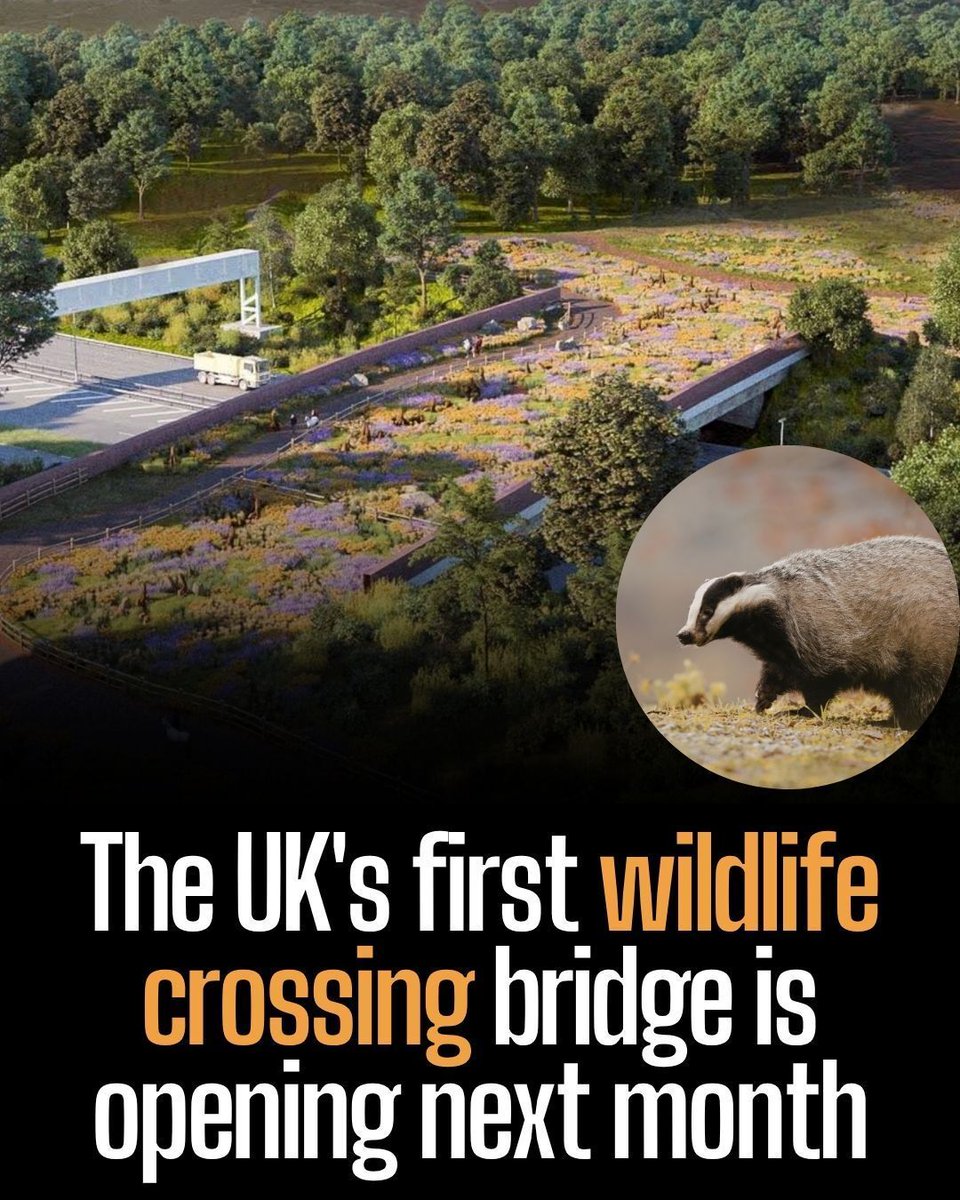 Protect the Wild tweet media