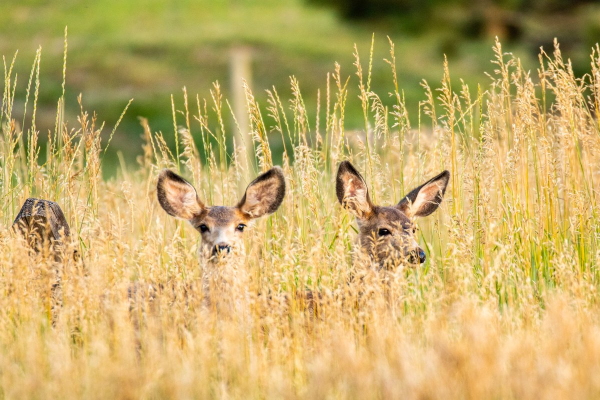 National Wildlife Federation Action Fund tweet media