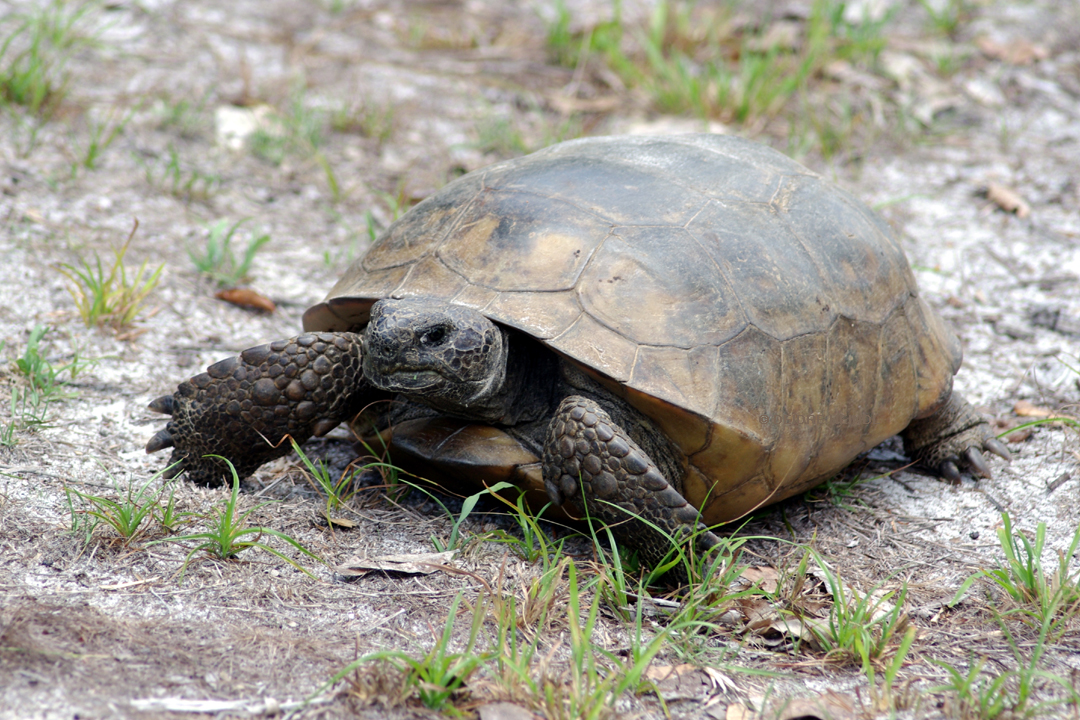 National Wildlife Federation Action Fund tweet media