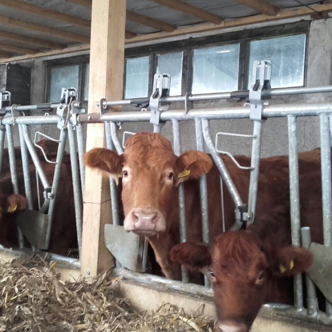 JavierCamaraIG's tweet image. 🐄 A013 #Amarre #vacuno

✔️ Acceso automático al alimento
✔️ Liberación individual o colectiva

Disponible de 4 a 8 plazas.

👉 javiercamaraindustrial.com/61057/a013/

☎️ 947 51 23 23
💻 javiercamaraindustrial.com
📍 Aranda de Duero (Burgos)
Trujillanos (Badajoz)

#Ganaderia #JavierCamara