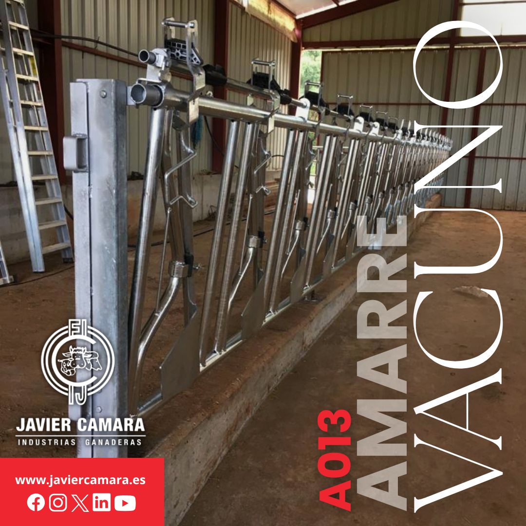 JavierCamaraIG's tweet image. 🐄 A013 #Amarre #vacuno

✔️ Acceso automático al alimento
✔️ Liberación individual o colectiva

Disponible de 4 a 8 plazas.

👉 javiercamaraindustrial.com/61057/a013/

☎️ 947 51 23 23
💻 javiercamaraindustrial.com
📍 Aranda de Duero (Burgos)
Trujillanos (Badajoz)

#Ganaderia #JavierCamara