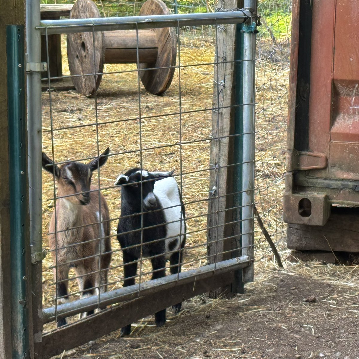 culver shells tweet media