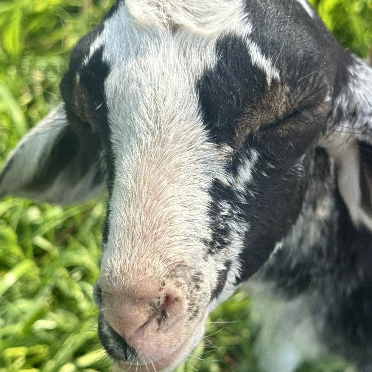 culver shells tweet media