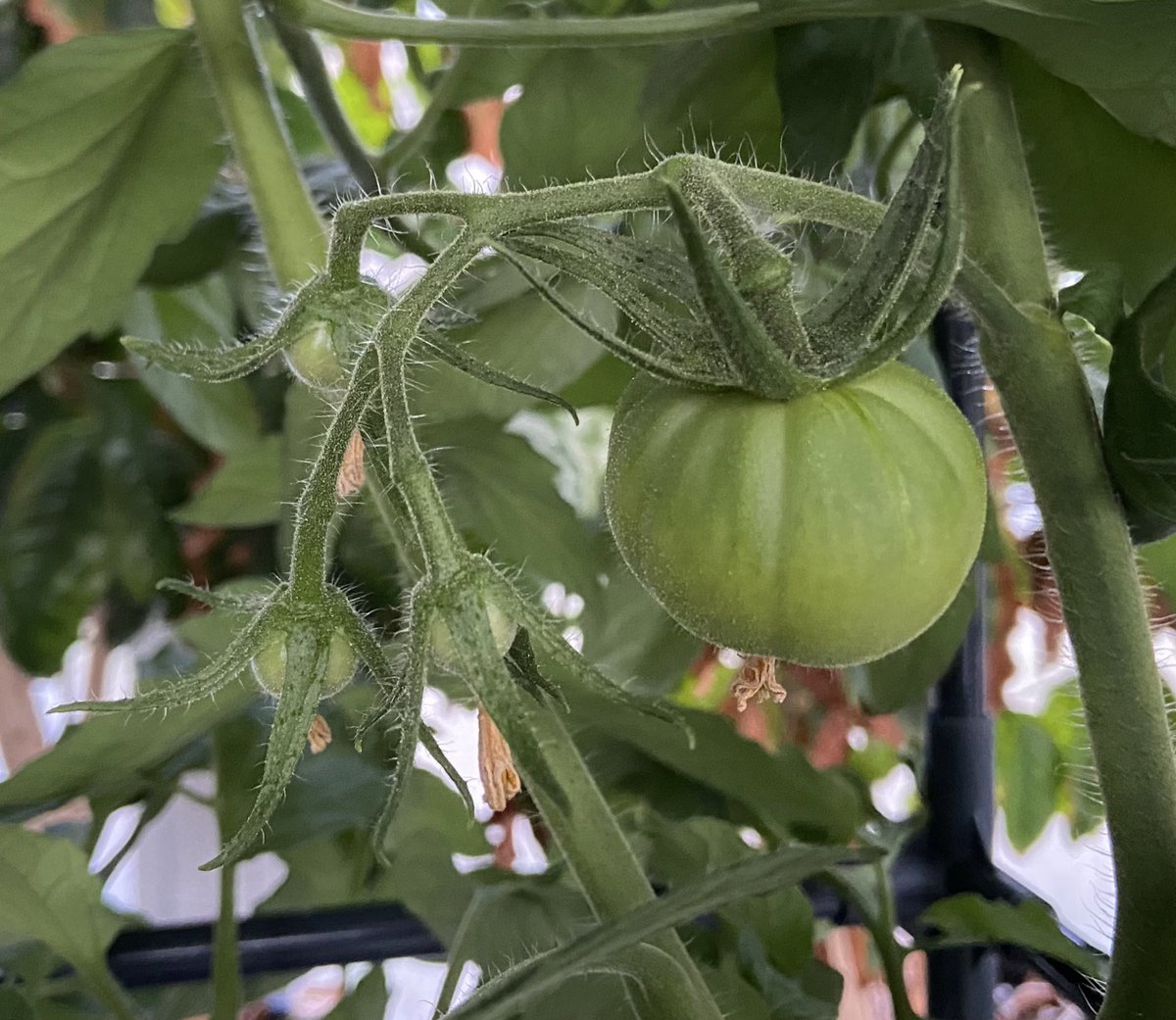 The first full tomato cluster of 2026 has formed 🍅 How are your