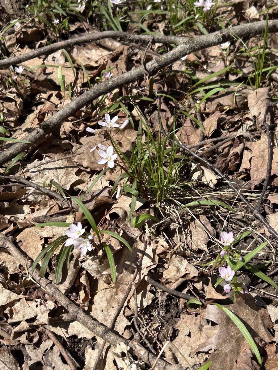 kellyskydive's tweet photo. My Mom’s favourite cherry tree is blooming and while it’s a pretty old tree, it’s still putting on a pretty good show. At the same time, her favourite wildflowers in the woods are popping up. Marie would be happy. ❤️ https://t.co/QnE6h3Bm3y