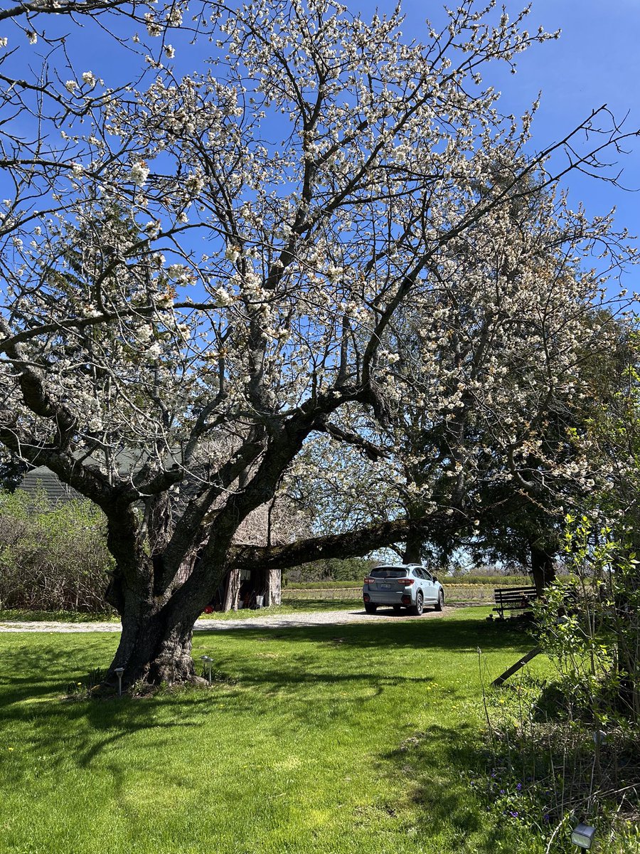 kellyskydive's tweet photo. My Mom’s favourite cherry tree is blooming and while it’s a pretty old tree, it’s still putting on a pretty good show. At the same time, her favourite wildflowers in the woods are popping up. Marie would be happy. ❤️ https://t.co/QnE6h3Bm3y