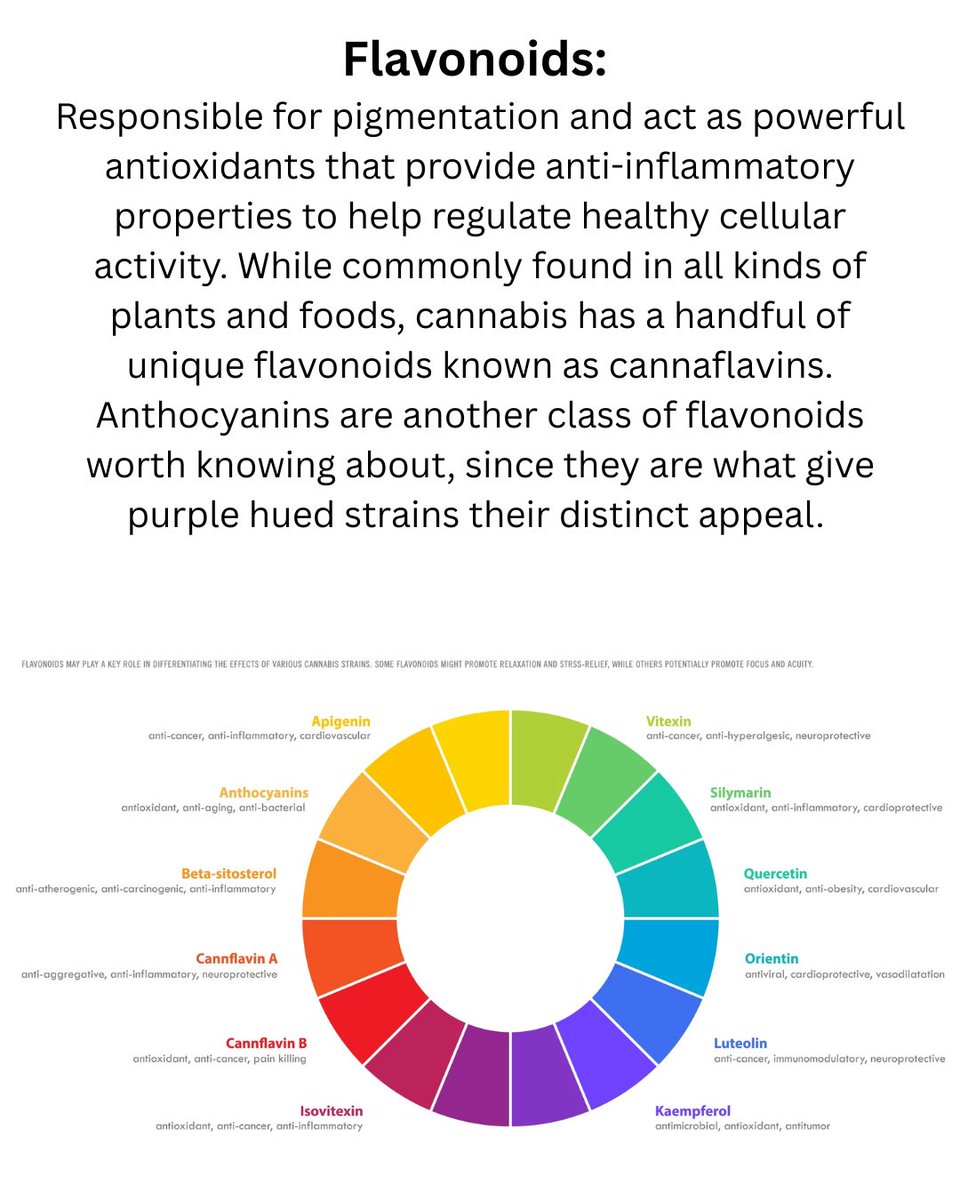 thcmed's tweet image. In C@nnabis, Flavonoids are responsible for pigmentation and act as powerful antioxidants that provide anti-inflammatory properties to help regulate healthy cellular activity. 
#flavonoids #Pigmentation #antioxidants #antiinflammatory #thcmed #trichomehealthconsultants