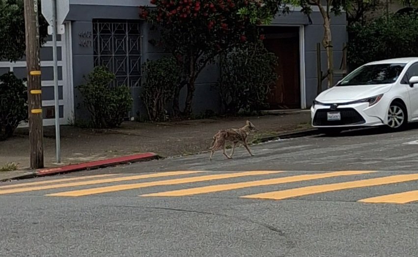 <a href="/Dogrunner47/">Lee's Perspective</a> saw the wandering #coyote Sunday night as it ran across 36th Avenue and Geary..A speeding car 🚗 almost struck the coyote. My wife and I fear 😨 for its safety on the treacherous streets of San Francisco. The innocent creature needs to be in its natural ✨️ habitat
