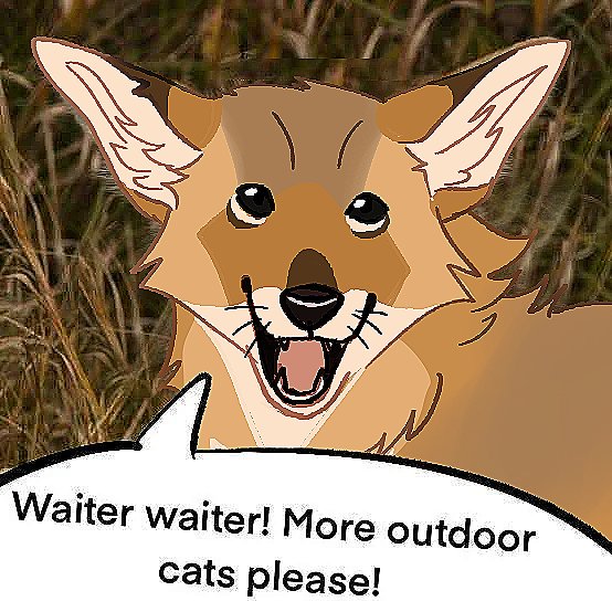 Bottlesnout's tweet image. My coyote #warriorcats oc