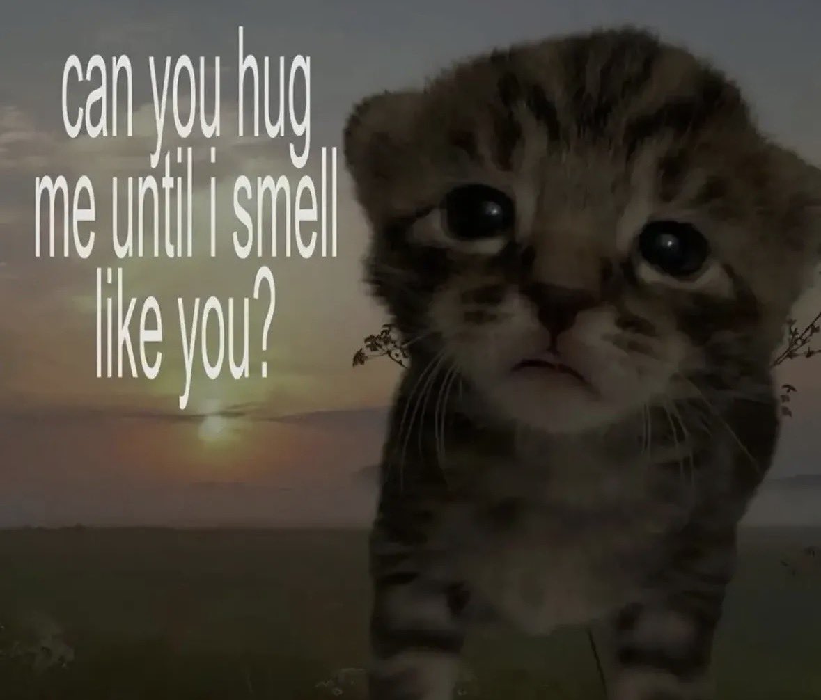 LiterallyMeCats tweet media