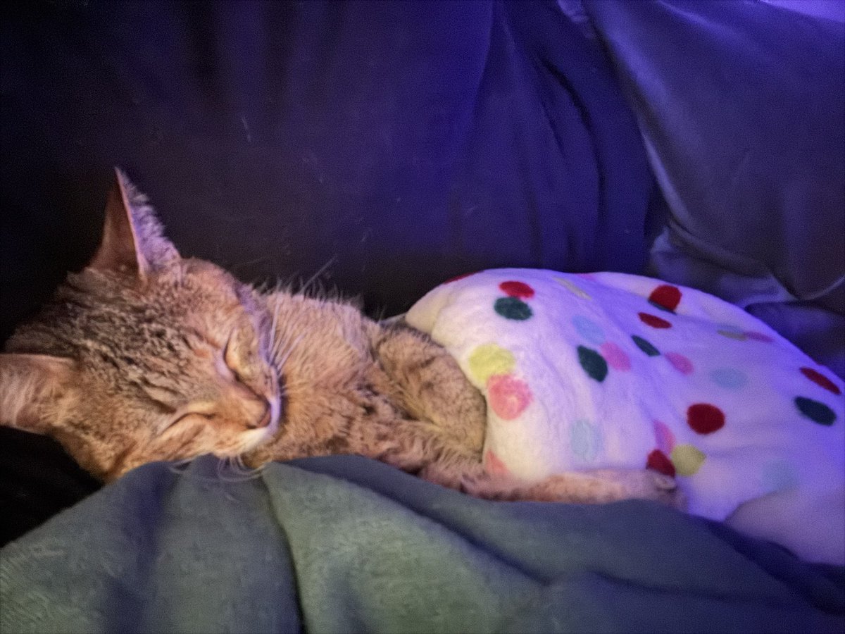 ᴘᴇʀᴄʏ ✪𝘴𝘩𝘵𝘸𝘵✪ tweet media