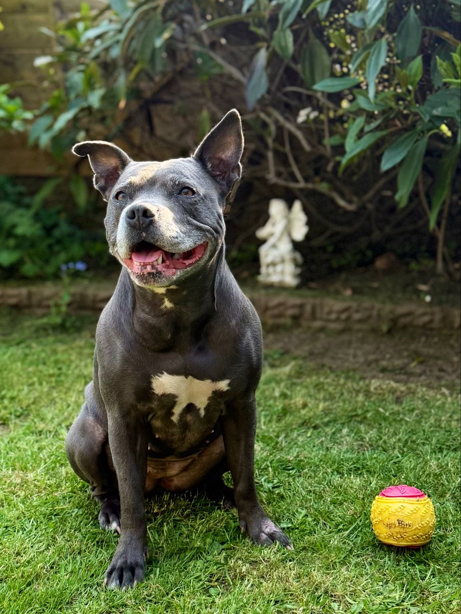 IsaMary2021's tweet image. Mum just dropped me off at my grandpawrents house so I can play ball with my Bampy ALL NIGHT LONG! 🤩🤩❤️❤️
#IsaMary #DogsAreFamily #BallIsLife