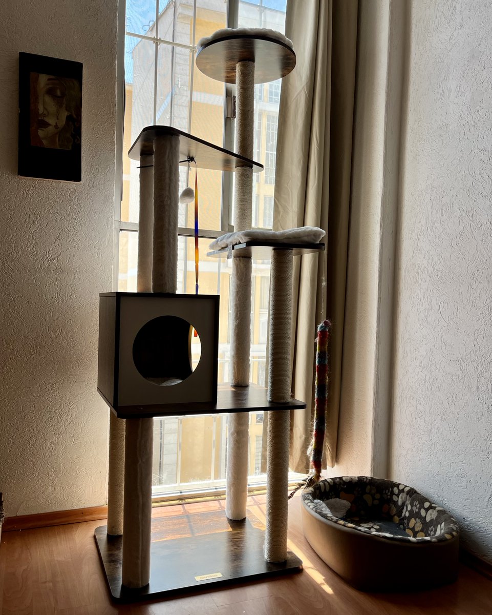 caramjose's tweet image. Tremendo árbol para gatos, camas confortables y una recámara para las locas hermosas ///// donde duermen🙄
#Vlú #Luna #Sky