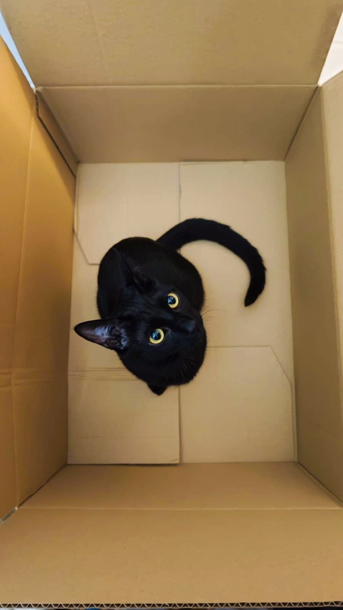 not_a_symphony's tweet image. Meet Lumi. In a Box. But Lumi nonethless.

#blackcat #cute #cat