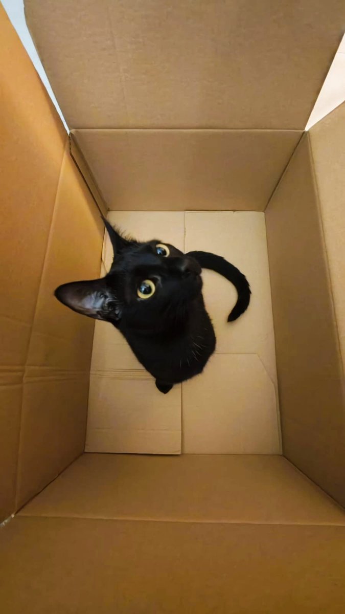 not_a_symphony's tweet image. Meet Lumi. In a Box. But Lumi nonethless.

#blackcat #cute #cat