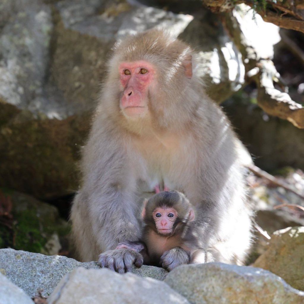 Human Owned by Cat 😺 tweet media