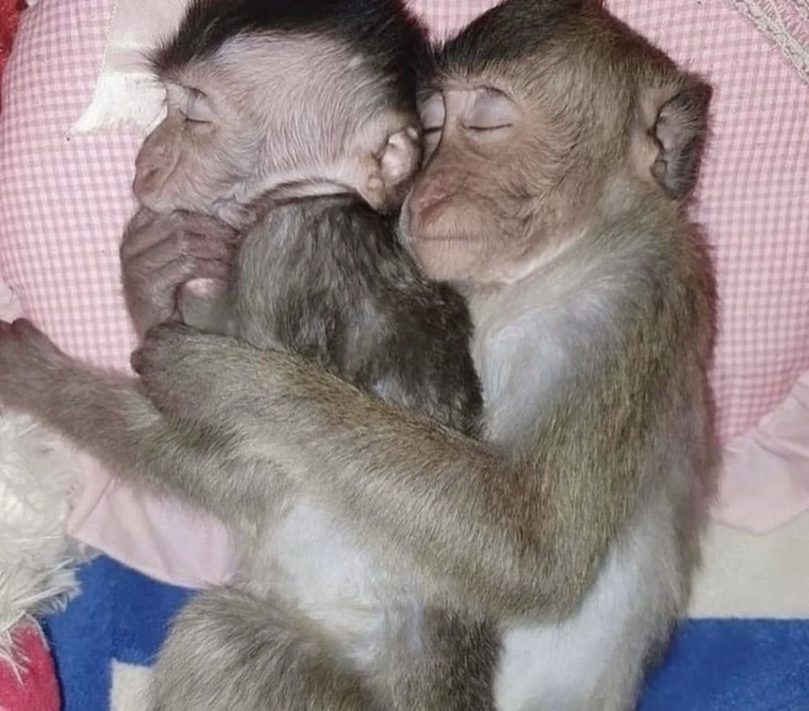 Out Of Context Monkeys tweet media