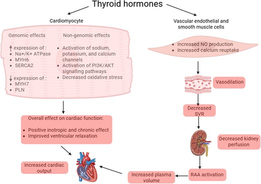 SeguraCardio's tweet image. 📌Thyroid dysfunction &amp;amp; cardiovascular disease

#StateOfTheArt #Review #EHJ