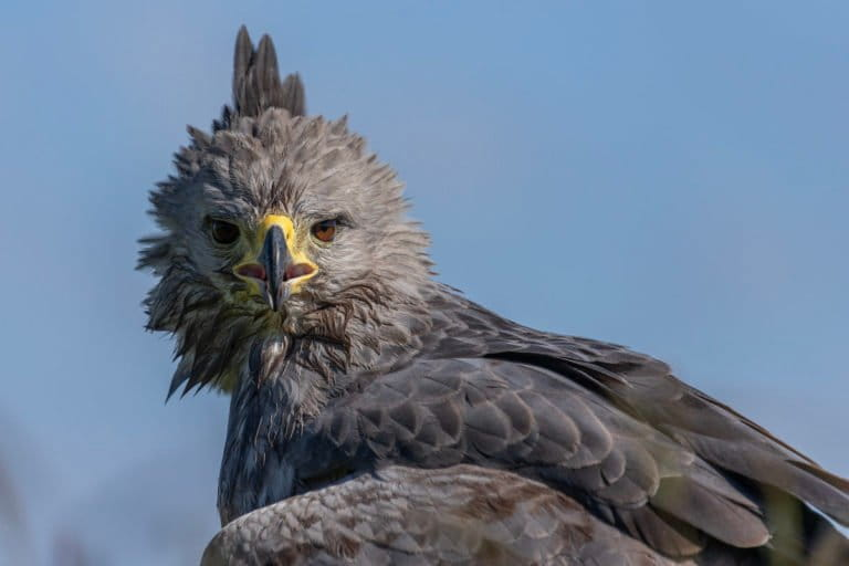 MongabayLatam's tweet photo. “La electrocución ha sido definida desde hace tiempo como ‘la muerte silenciosa’ de las aves, ya que esta causa de mortalidad habitualmente pasa desapercibida”, dice Diego Gallego García, uno de los autores del estudio. 4/9 https://t.co/fPj5kDwyPA https://t.co/0GSm7gvZYB