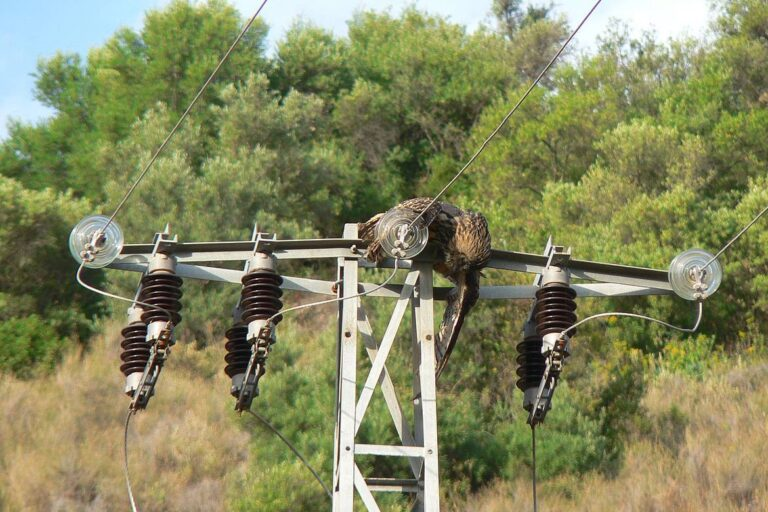 MongabayLatam's tweet photo. Las aves de gran tamaño son especialmente vulnerables. Al abrir sus alas pueden alcanzar dos cables simultáneamente. Otras pueden morir al posarse sobre postes metálicos o de hormigón y tocar una línea activa. 6/9 https://t.co/fPj5kDwyPA https://t.co/kGEoFOsR8t
