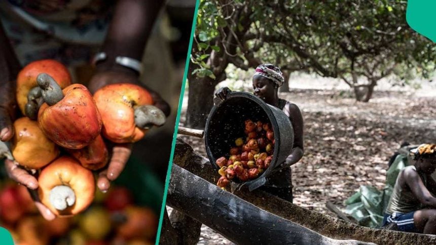 thecompasshub's tweet photo. Farmers oppose cashew export ban, demand special fund for local processing.

Cashew farmers in Nigeria have rejected moves to ban the export of raw cashew nuts, warning that such a policy could harm livelihoods and destabilise the sector, while calling on the federal government to instead provide targeted funding to support local processing.

The position was made known by the President of the National Cashew Association of Nigeria (NCAN), Dr Ojo Joseph Ajanaku, while addressing journalists after a meeting of the association and its Board of Trustees.

Ajanaku said attempts to impose an export ban were being driven by vested interests and could reverse gains made in the industry over the years, particularly for smallholder farmers who form the backbone of cashew production in Nigeria.