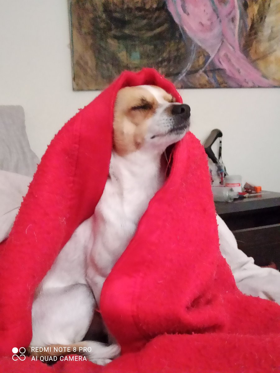 cecithepleb tweet media