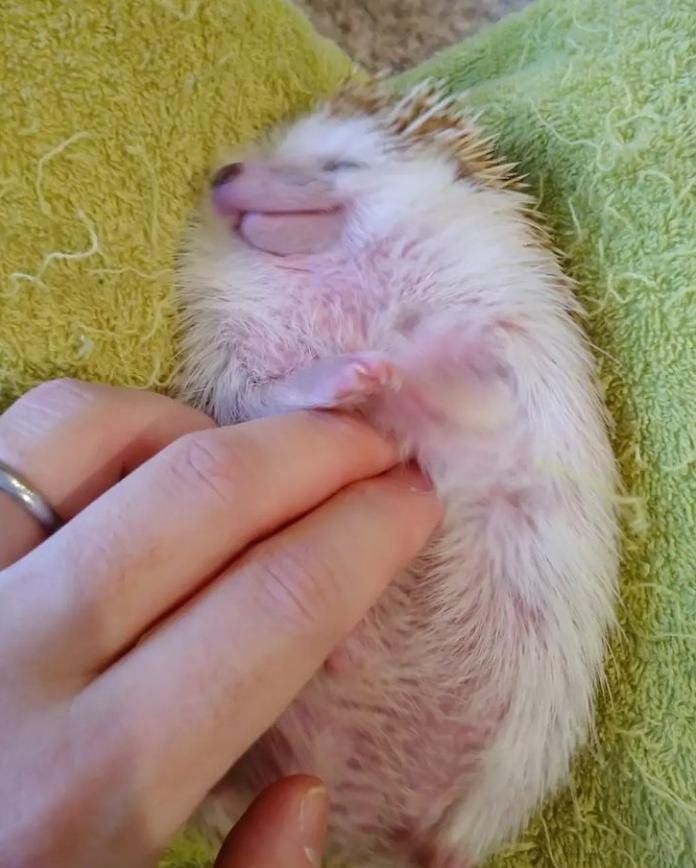 Hedgehog Zone tweet media