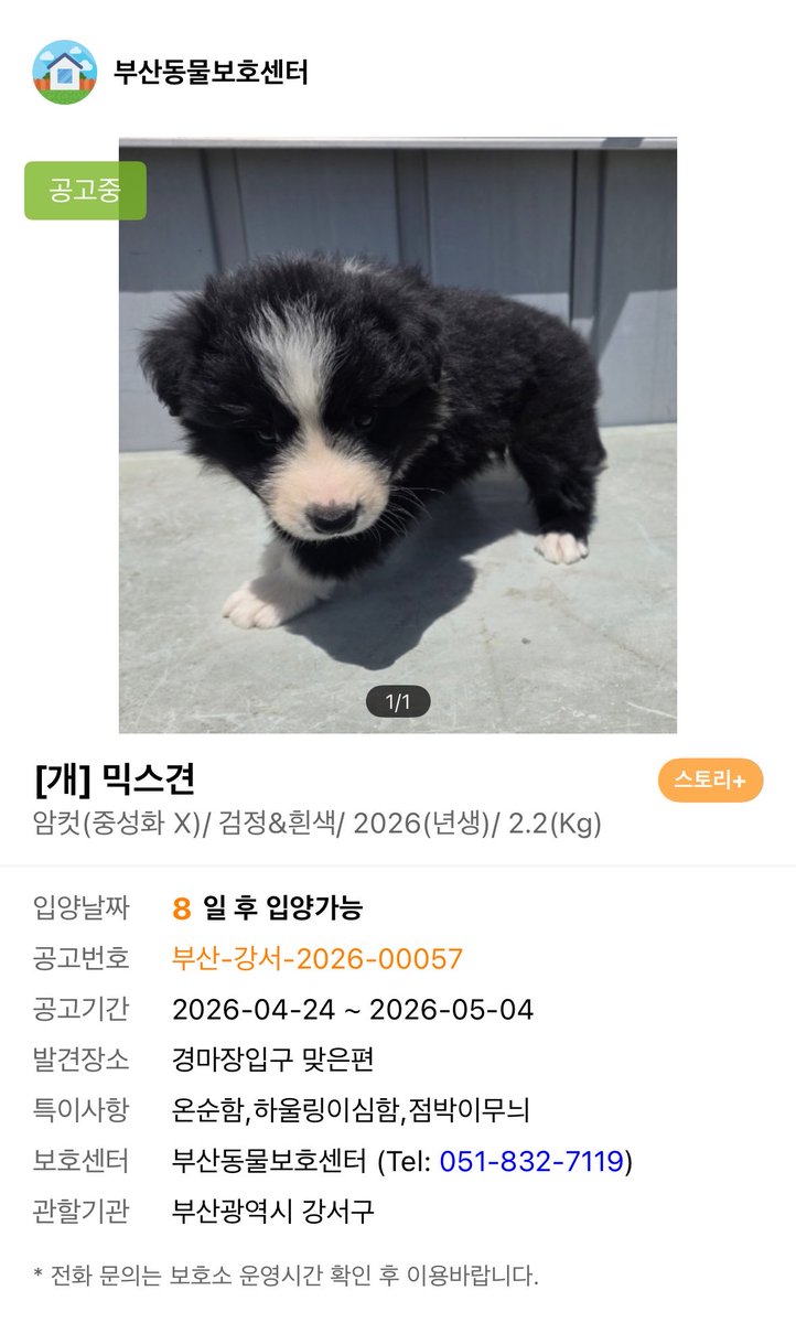 부산동물보호센터 봉사자😎 tweet media