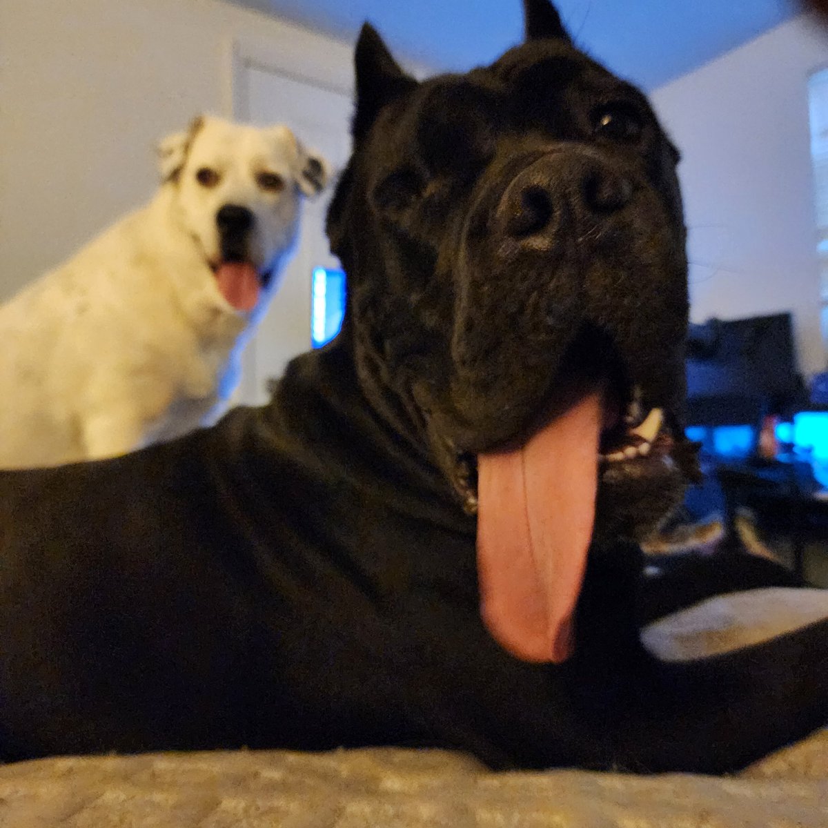 Pain Remains tweet media