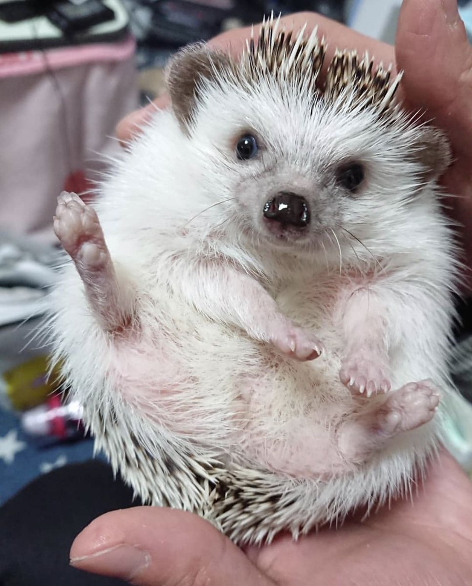 Hedgehog Zone tweet media