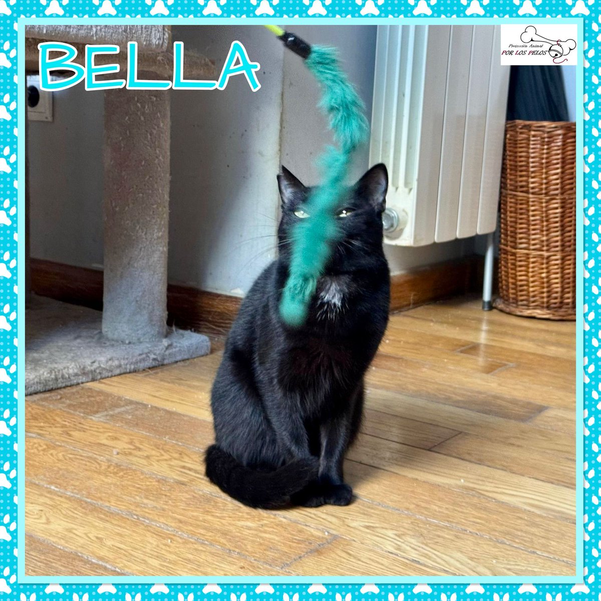 𝐏𝐎𝐑 𝐋𝐎𝐒 𝐏𝐄𝐋𝐎𝐒 tweet media