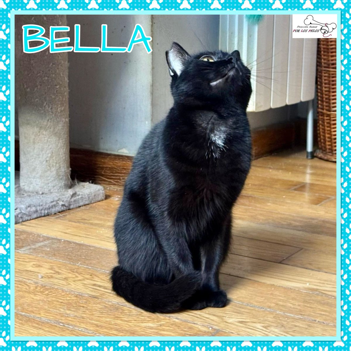 𝐏𝐎𝐑 𝐋𝐎𝐒 𝐏𝐄𝐋𝐎𝐒 tweet media