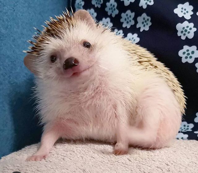 Hedgehog Zone tweet media