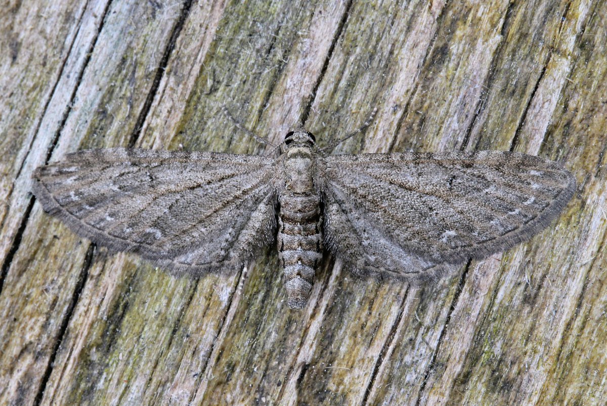 Netted Pug My Moth yearlist has increased to 78 species. A few pics - Netted Pug ...