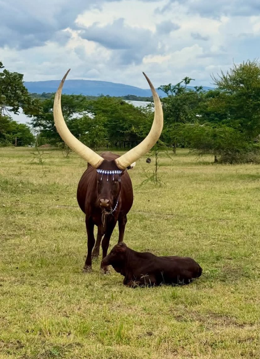 Queen of Congo🇨🇩🐄🥛 tweet media