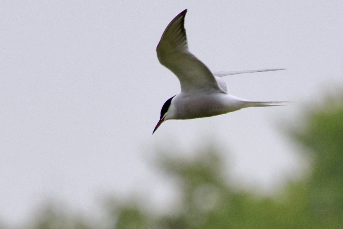 reiniervanloo's tweet photo. Nog niet veel zwarte sterns, maar wel Visdiefjes bij de Zouweboezem #commontern #natuur #vogels #birds #lexmond https://t.co/caaTSboJRk