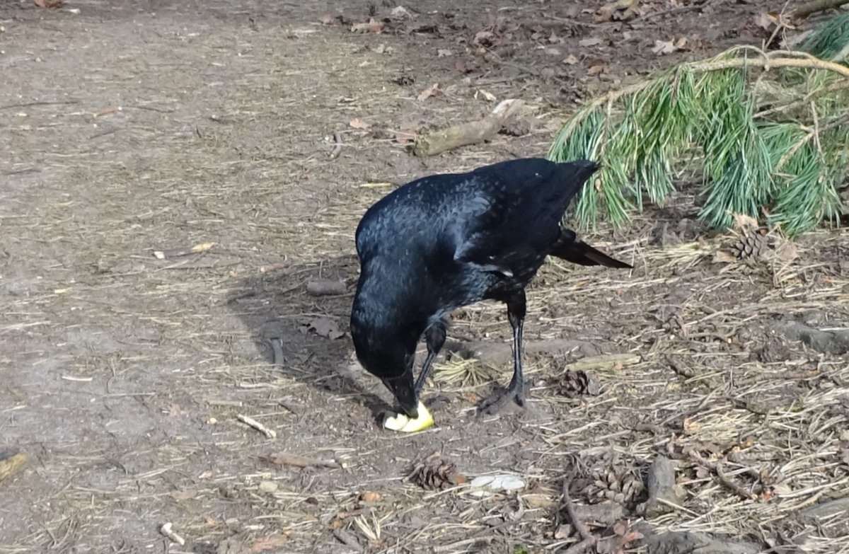 Flint T W I T T E R Crow tweet media