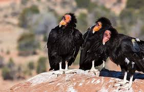 cosmicfirepeace's tweet image. The #California #Condor (Gymnogyps californianus) is North America's largest flying bird, with a 9.5-foot wingspan, was brought back from the brink of extinction (22 birds in 1982) to over 600 in the wild today. As apex scavengers, they play a crucial ecological role in clearing