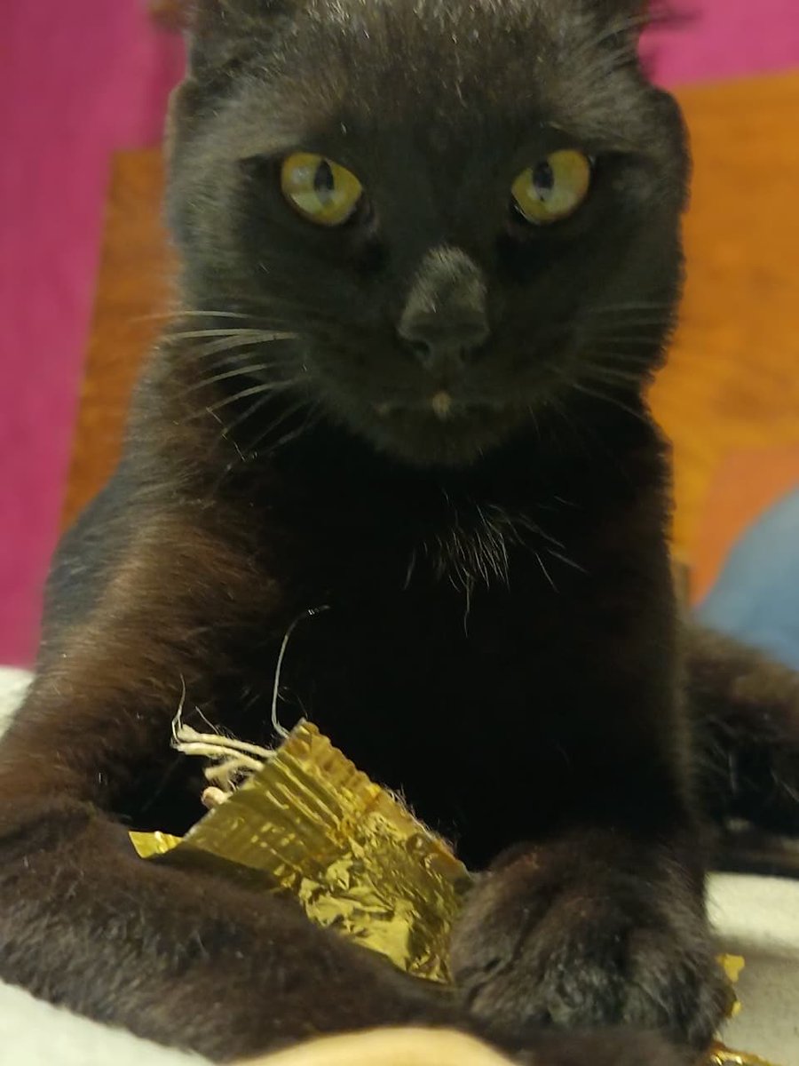 BAGHEERA!!
Soy un gatito de un poco más de un año… Me rescataron de entre los hocicos de unos perritos en la calle en Topilejo!! Tuve una bola muy grande en mi cuello y el veterinario y mis humanos del refugio me ayudaron a sanar. 
Ya estoy listo para ser adoptado. Soy muy